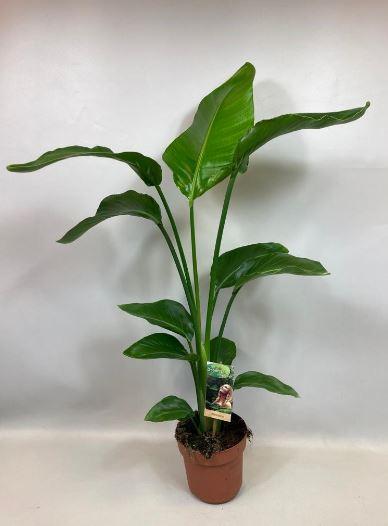 Strelitzia Nicolai – Tropische Zimmerpflanze Ø17cm, 90cm Höhe