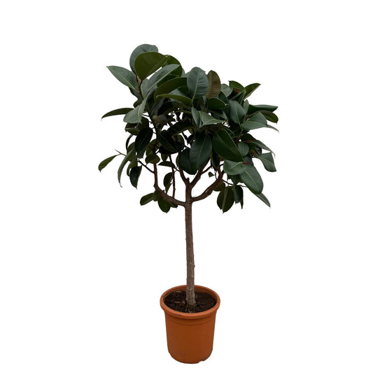 Ficus Elastica Robusta auf Stamm – 190 cm, Ø 40 cm