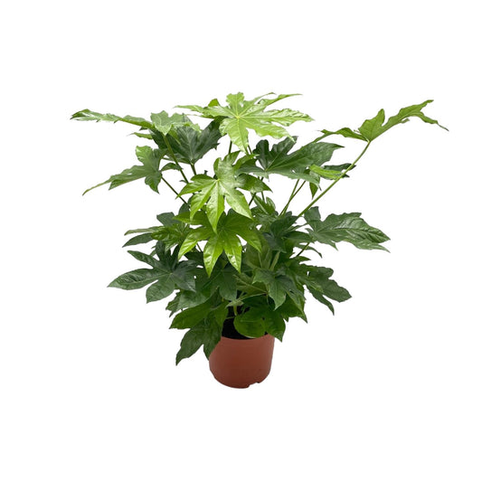 Fatsia japonica – Pflegeleichte Zimmerpflanze Ø21cm