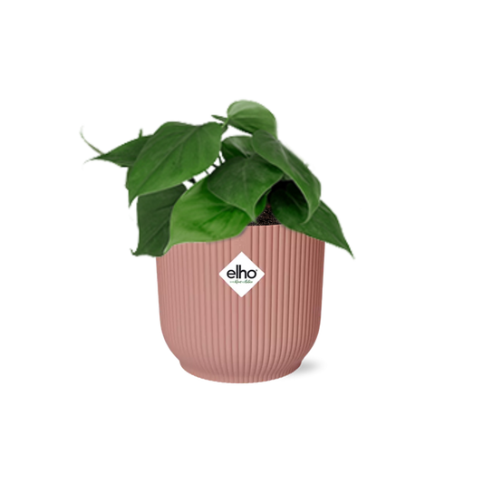 Philodendron Scandens in ELHO Vibes Fold 14cm rosa