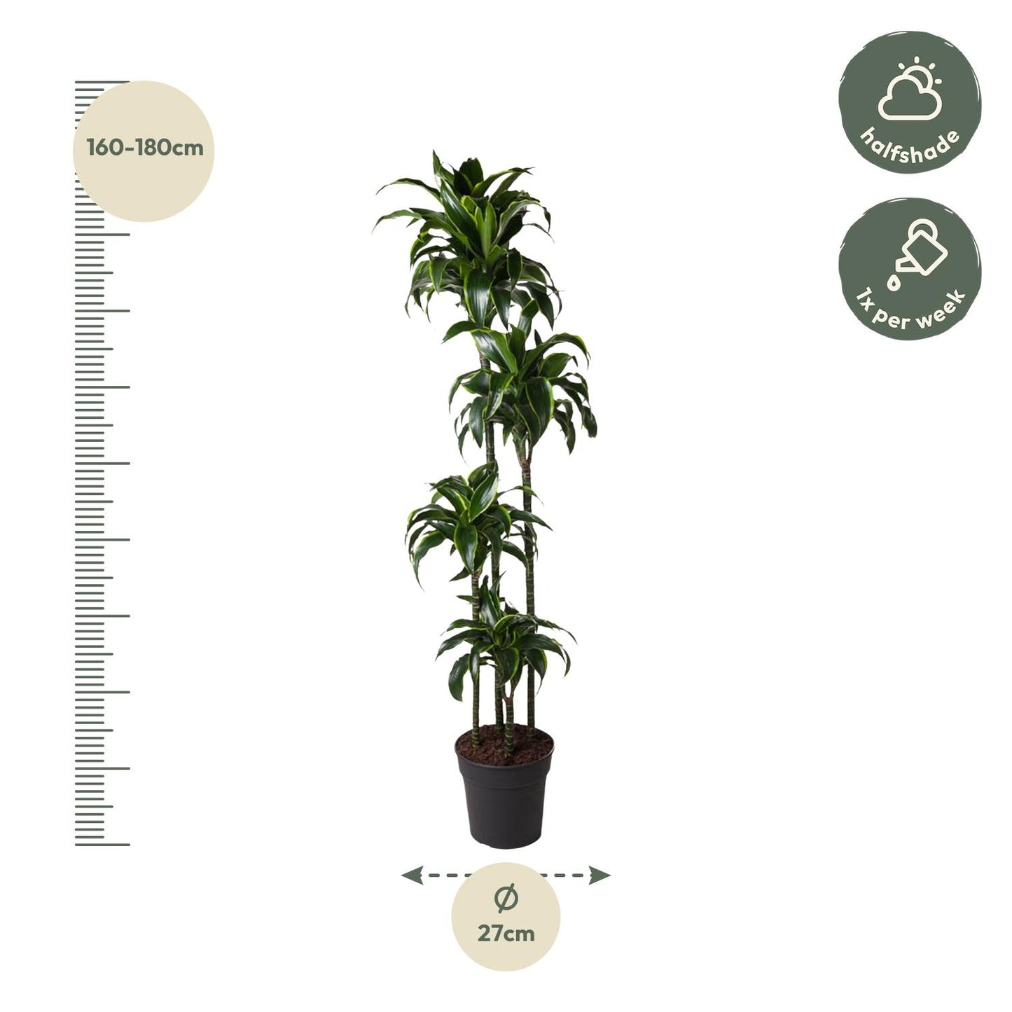 Dracaena Dorado – 170 cm – pflegeleichte Zimmerpflanze