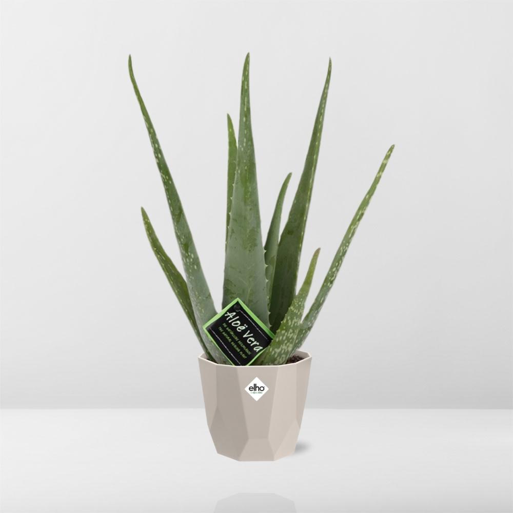 Aloe Vera 12 cm im ELHO b.for rock Topf – pflegeleicht & luftreinigend