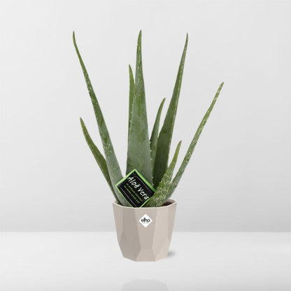 Aloe Vera 12 cm im ELHO b.for rock Topf – pflegeleicht & luftreinigend