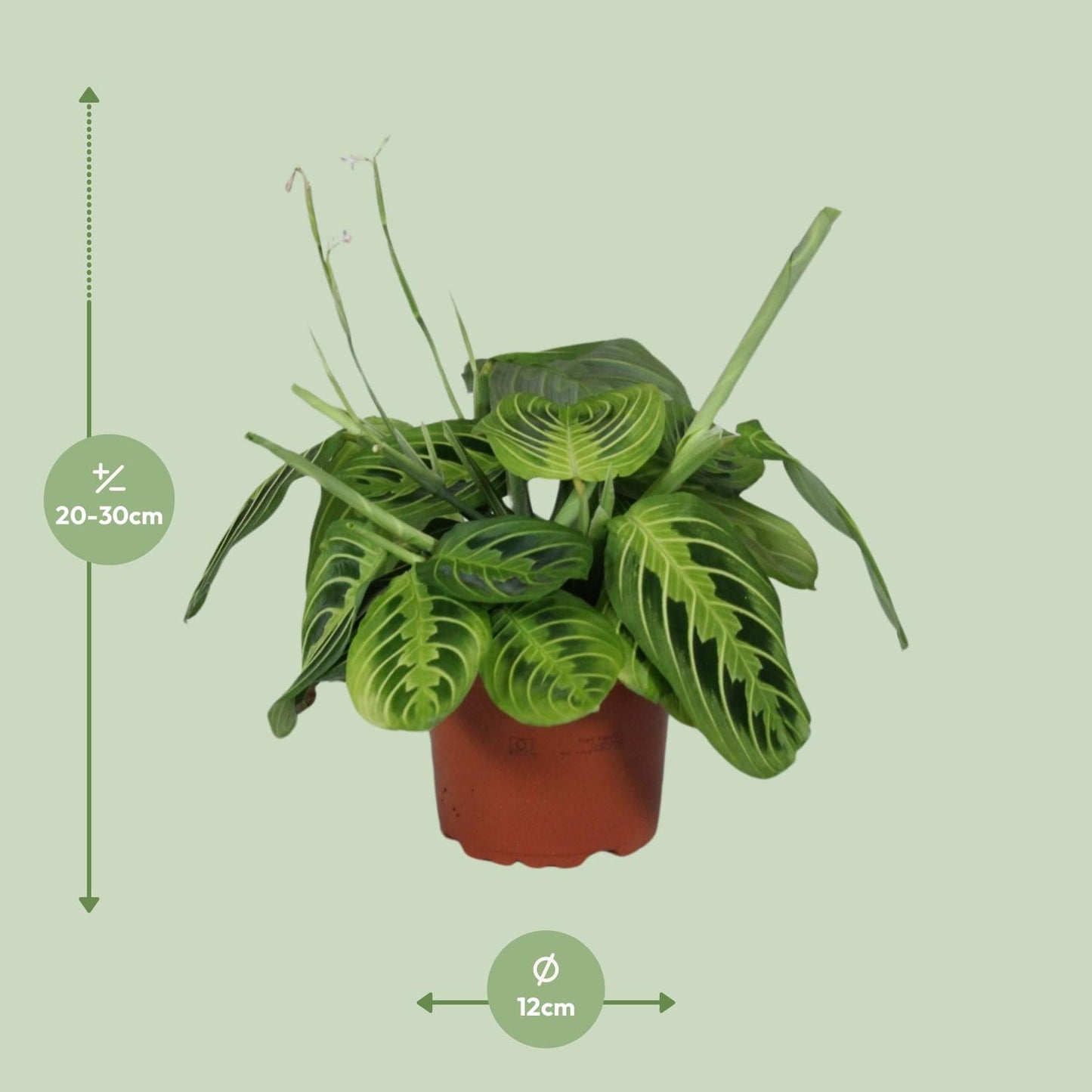 Pfeilwurz 'Lemon Lime' – pflegeleichte Zimmerpflanze Ø12cm