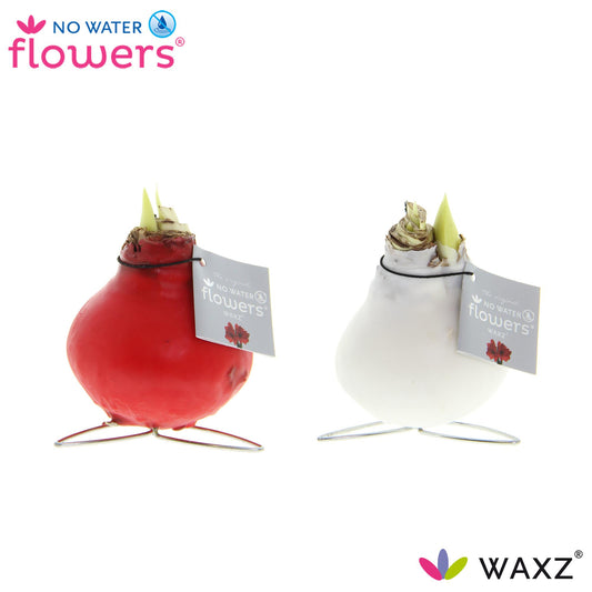 No Water Flowers Waxz Kolibri Mix – 2 Stück, Ø7 cm, Höhe 15 cm