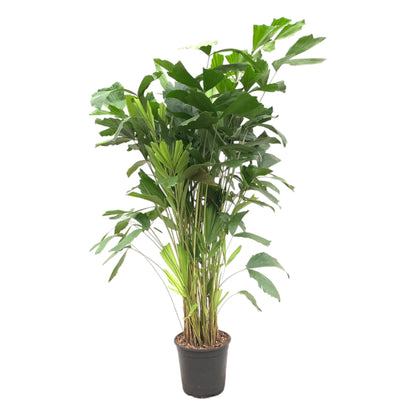 Caryota Mitis – Tropische Fischschwanzpalme 140 cm