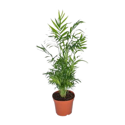 Mexikanische Bergpalme – 55 cm pflegeleichte Zimmerpflanze