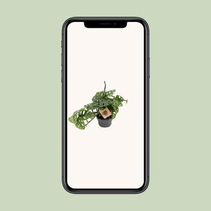 Monstera Monkey Leaf – Pflegeleichte exotische Zimmerpflanze