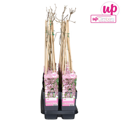Wisteria floribunda 'Rosea' – Rosa Regen Kletterpflanze Ø15cm