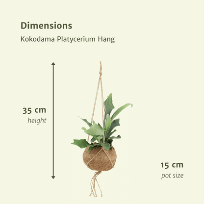 2x Kokodama Platycerium Hang – Hirschhornfarn 35 cm