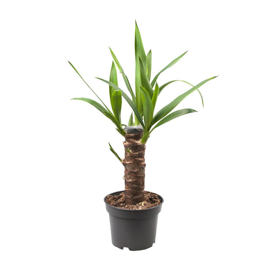 Yucca Elephantipes – Pflegeleichte Zimmerpflanze Ø12cm