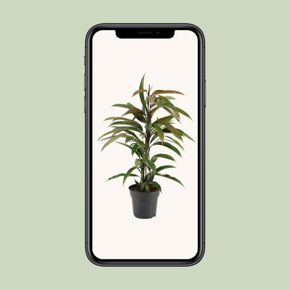 Ficus Binnendijkii Amstel King – Pflegeleichte Zimmerpflanze Ø17cm