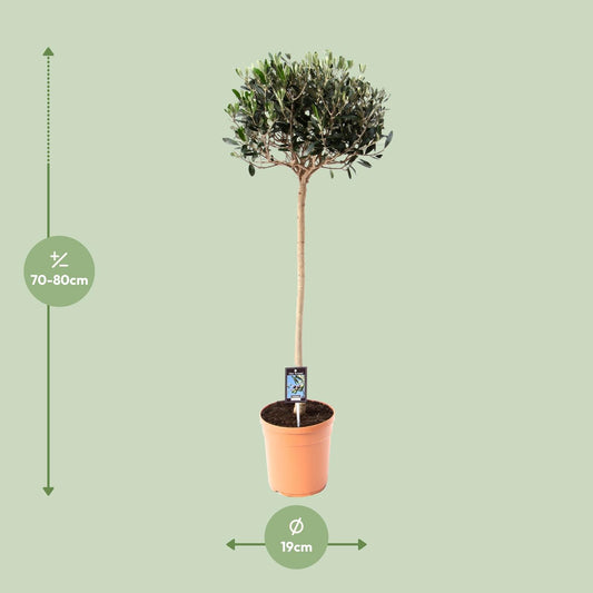 Gemeine Olive (Olea europaea) Ø19cm, ca. 80cm hoch