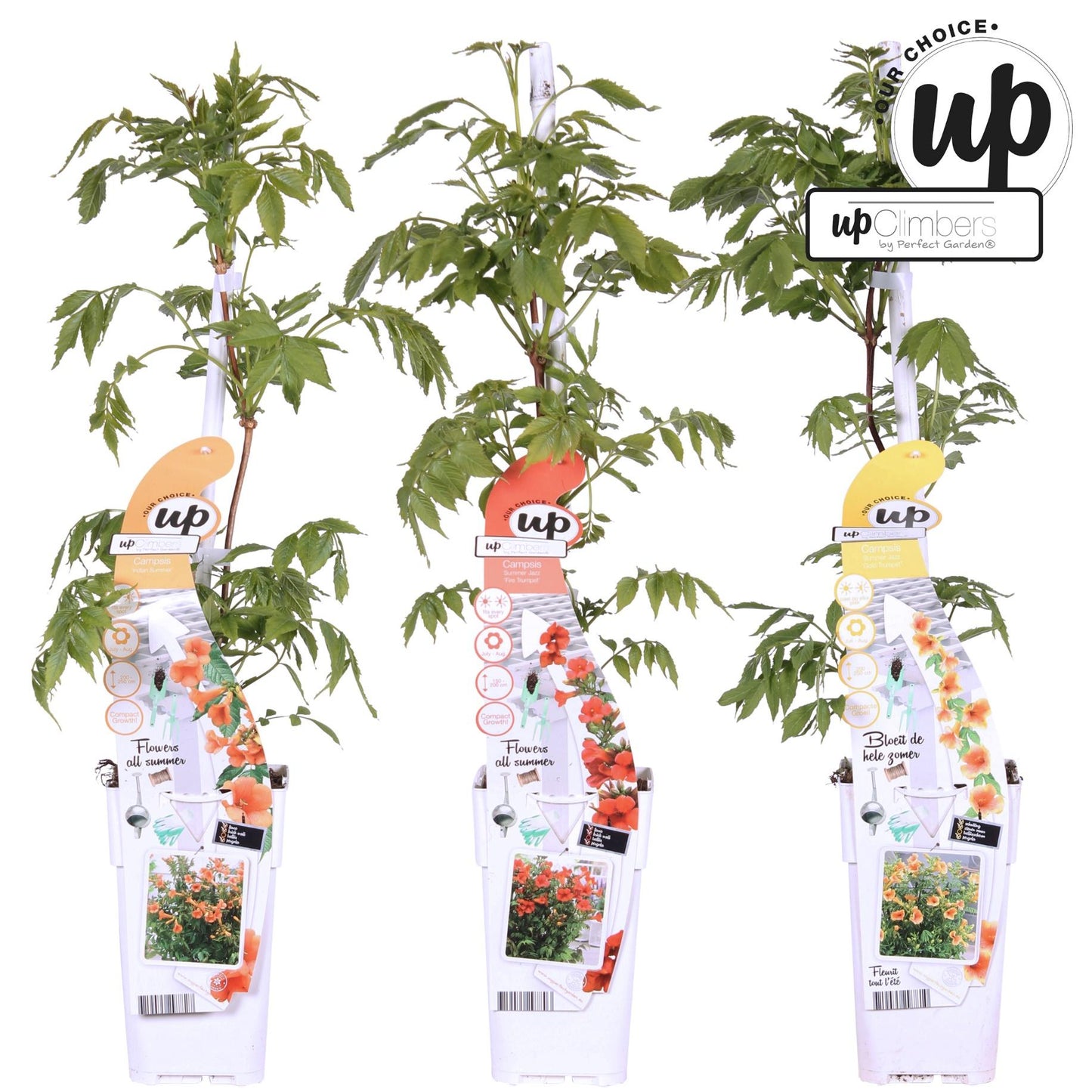 3er-Set Campsis Summer – Bunte Trompetenblumen für Garten & Balkon