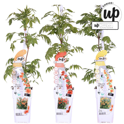 3er-Set Campsis Summer – Bunte Trompetenblumen für Garten & Balkon