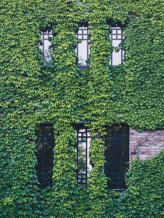 Hedera hibernica – Pflegeleichter Irischer Efeu Ø15cm, 65cm hoch