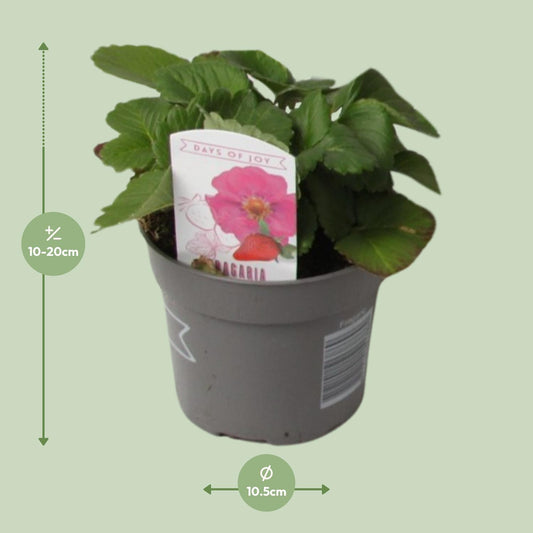 Fragaria Summer Breeze – Winterharte Erdbeere Ø10,5 cm