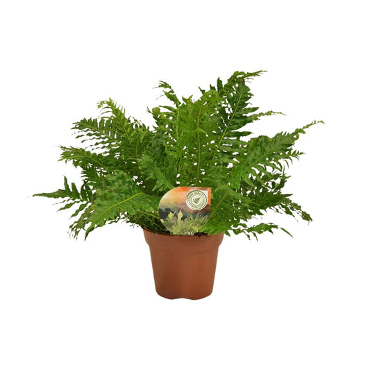 Blechnum Silver Lady – Eleganter pflegeleichter Zimmerfarn Ø17cm