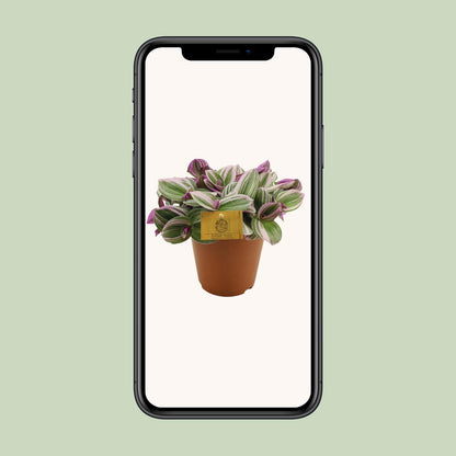 Tradescantia Nanouk – Bunte pflegeleichte Zimmerpflanze Ø15cm