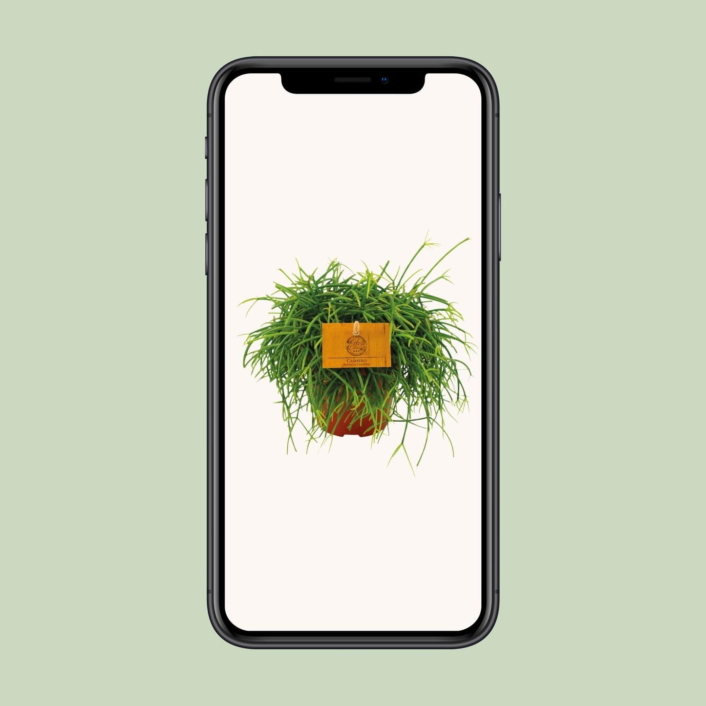 Rhipsalis Cashero Ø12 cm – Pflegeleichte Hängepflanze