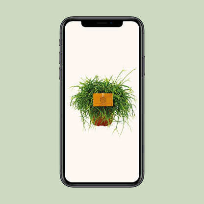 Rhipsalis Cashero Ø12 cm – Pflegeleichte Hängepflanze
