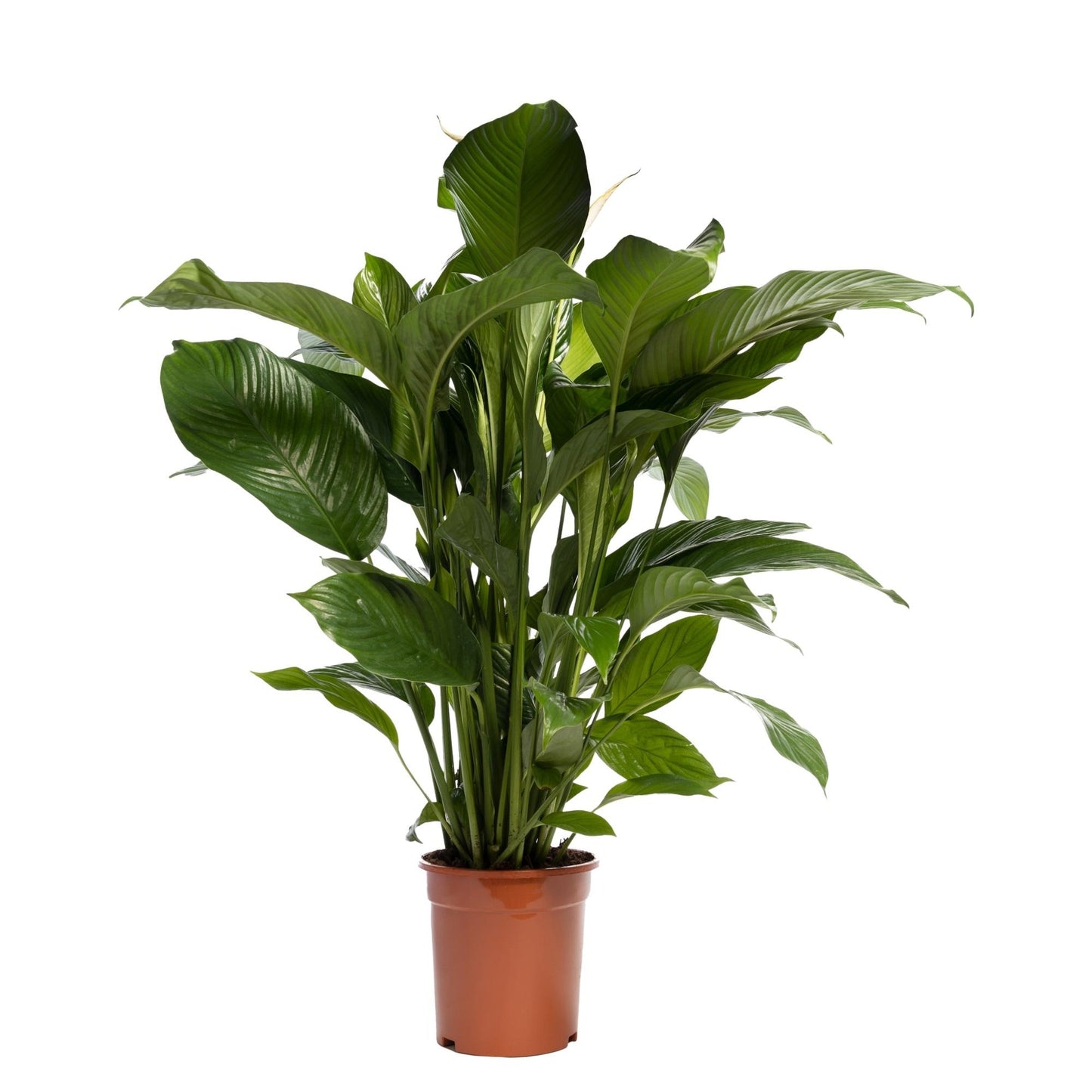 Spathiphyllum 'Sweet Lauretta' – Luftreinigende Zimmerpflanze Ø21cm