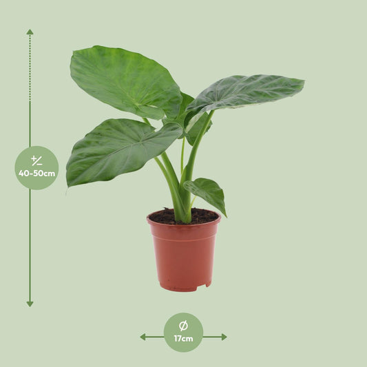 Alocasia Macrorrhiza – Tropische, pflegeleichte Zimmerpflanze Ø17cm