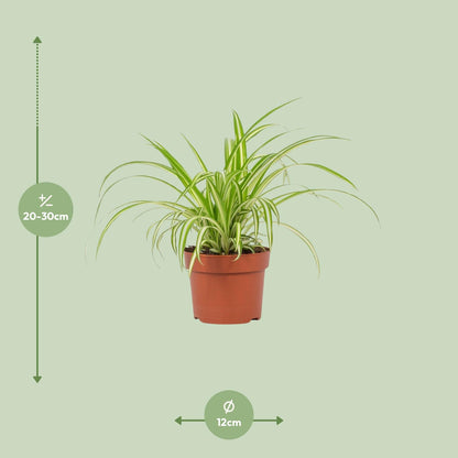 Grünlilie Chlorophytum Variegatum Ø12cm – Pflegeleicht & Luftreinigend