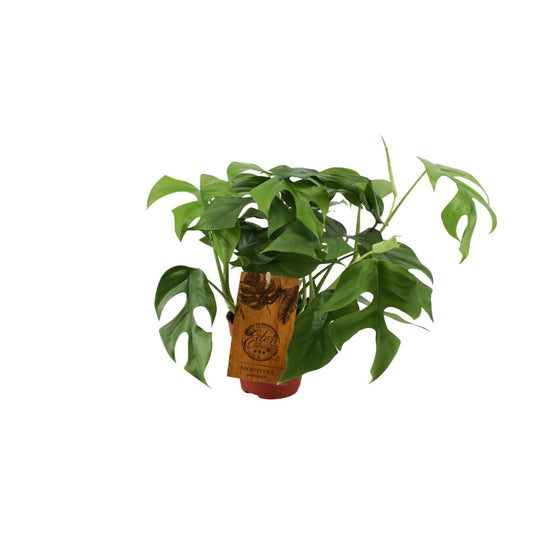Monstera Minima – Kompakte pflegeleichte Zimmerpflanze Ø12cm