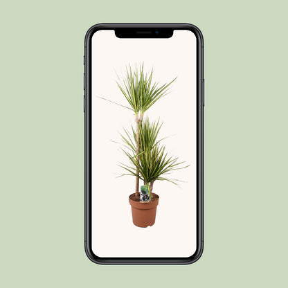 Dracaena Marginata Sunray – Pflegeleichter Drachenbaum Ø21cm