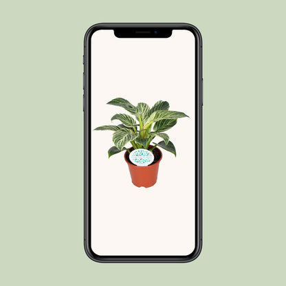 Philodendron Birkin – Elegante, pflegeleichte Zimmerpflanze Ø14cm