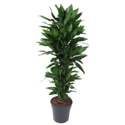Dracaena Janet Lind vertakt – pflegeleichte Zimmerpflanze 120 cm