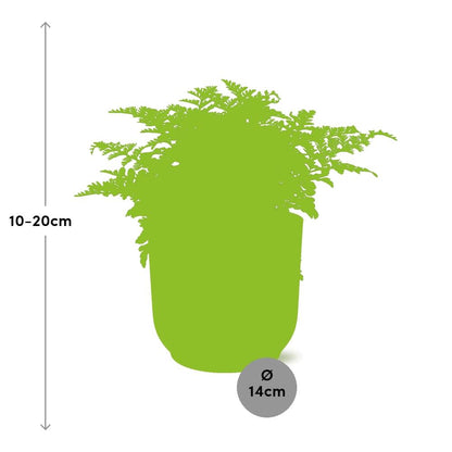 Asplenium Parvati Farn in ELHO Vibes Fold 14cm rosa