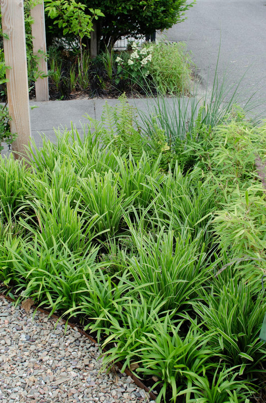 3x Carex morrowii 'Ice Dance' – Immergrünes Ziergras Ø14cm