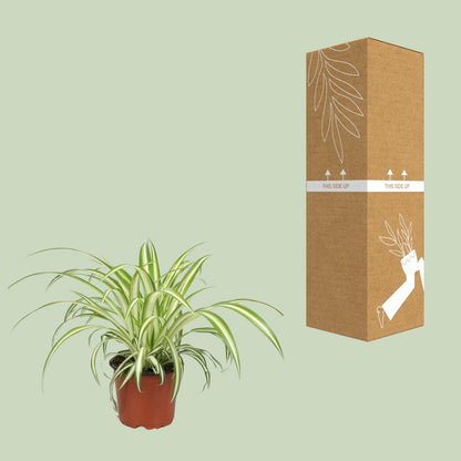 Chlorophytum (Spider-Pflanze) Ø12cm, 25cm Höhe – Pflegeleicht & Luftreinigend