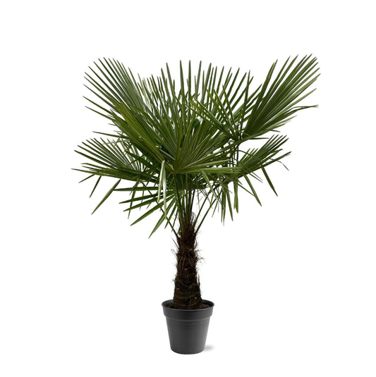 Trachycarpus Fortuneii Palme – Robust & Pflegeleicht, 160-180 cm