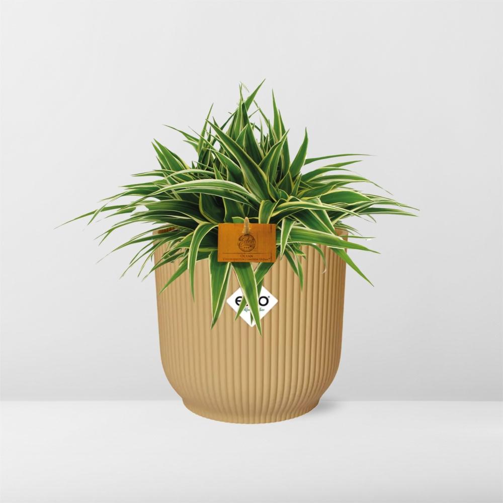Chlorophytum Ocean 15cm in ELHO Vibes Fold Gelb
