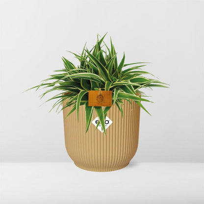 Chlorophytum Ocean 15cm in ELHO Vibes Fold Gelb