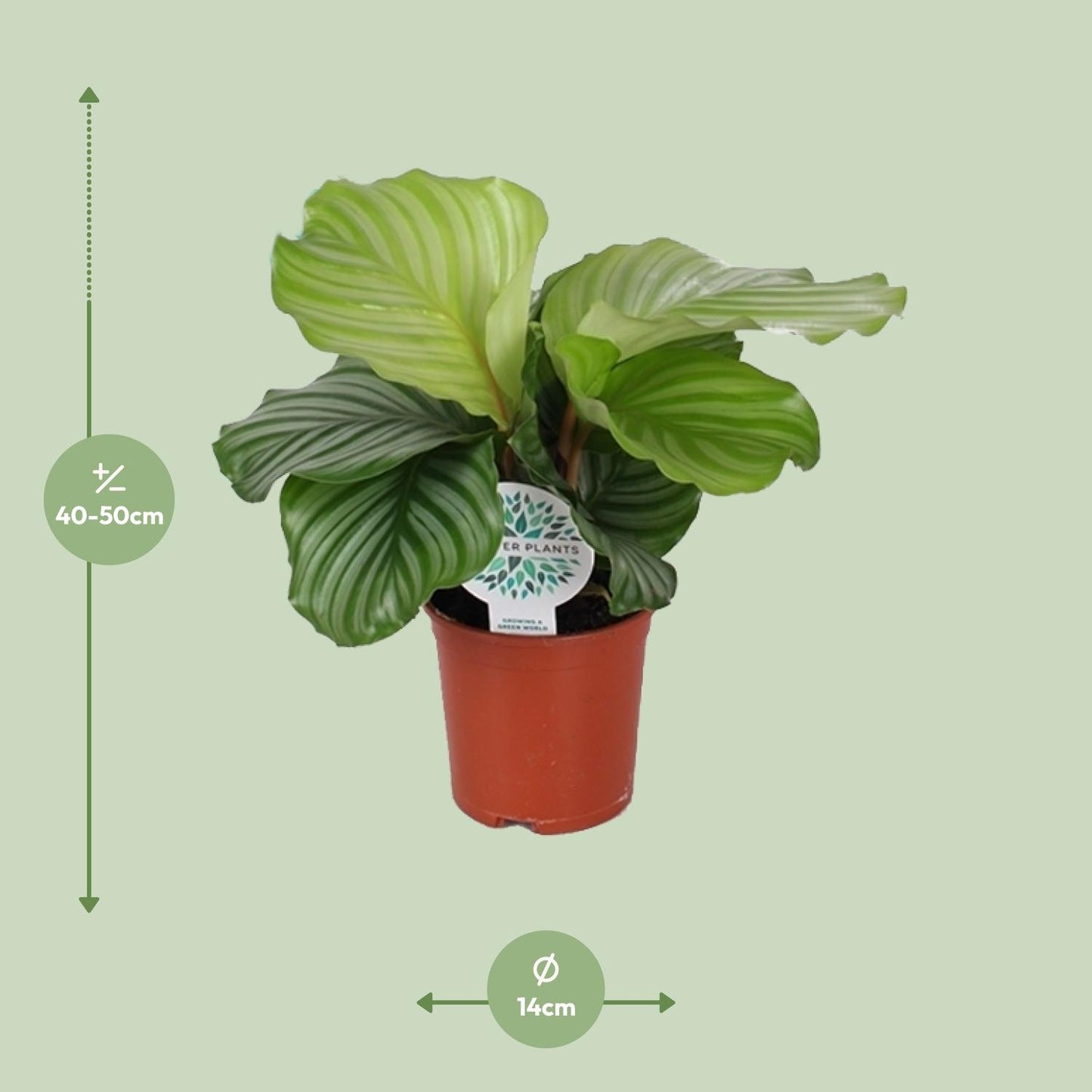 Calathea Orbifolia – Tropische, pflegeleichte Zimmerpflanze Ø14cm