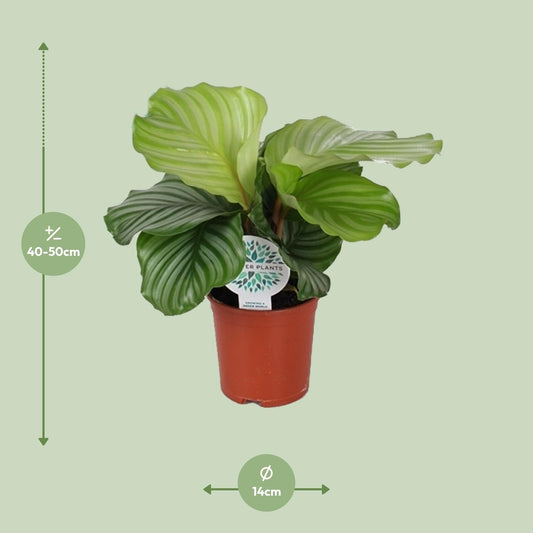 Calathea Orbifolia – Tropische, pflegeleichte Zimmerpflanze Ø14cm