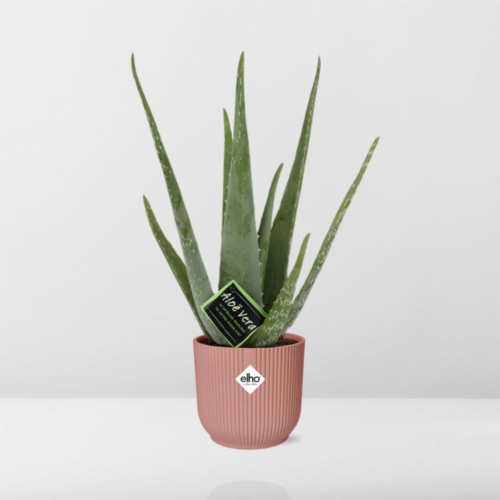 Aloe Vera 12cm in ELHO Vibes Fold 14cm rosa – Pflegeleicht & Luftreinigend