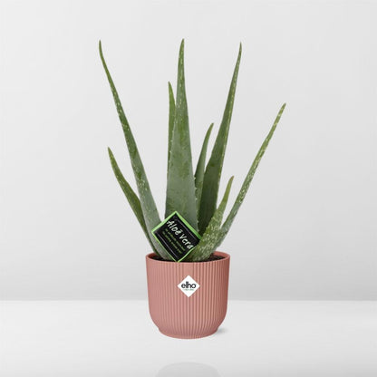 Aloe Vera 12cm in ELHO Vibes Fold 14cm rosa – Pflegeleicht & Luftreinigend