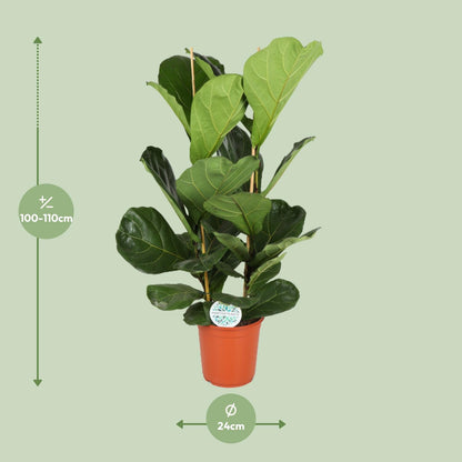 Ficus Lyrata – Große, pflegeleichte Zimmerpflanze Ø24cm