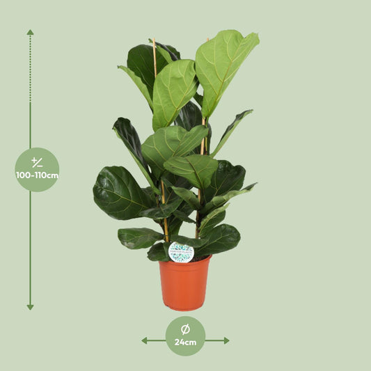 Ficus Lyrata – Große, pflegeleichte Zimmerpflanze Ø24cm