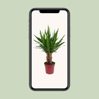 Yucca Palme 'Tres Cañas' – 70 cm pflegeleicht & robust