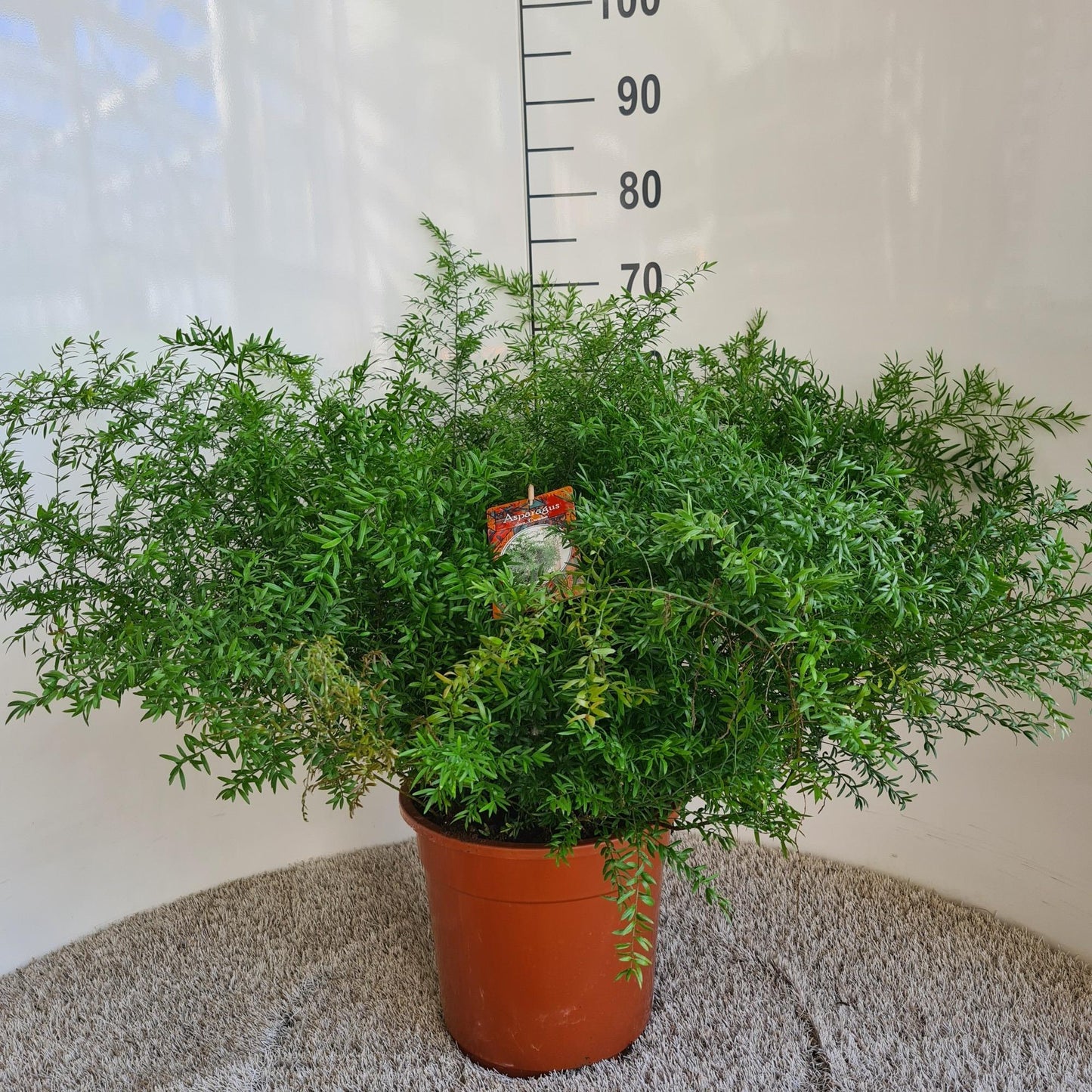 Zierspargel 'Cwebe' – Pflegeleichte Zimmerpflanze Ø27cm