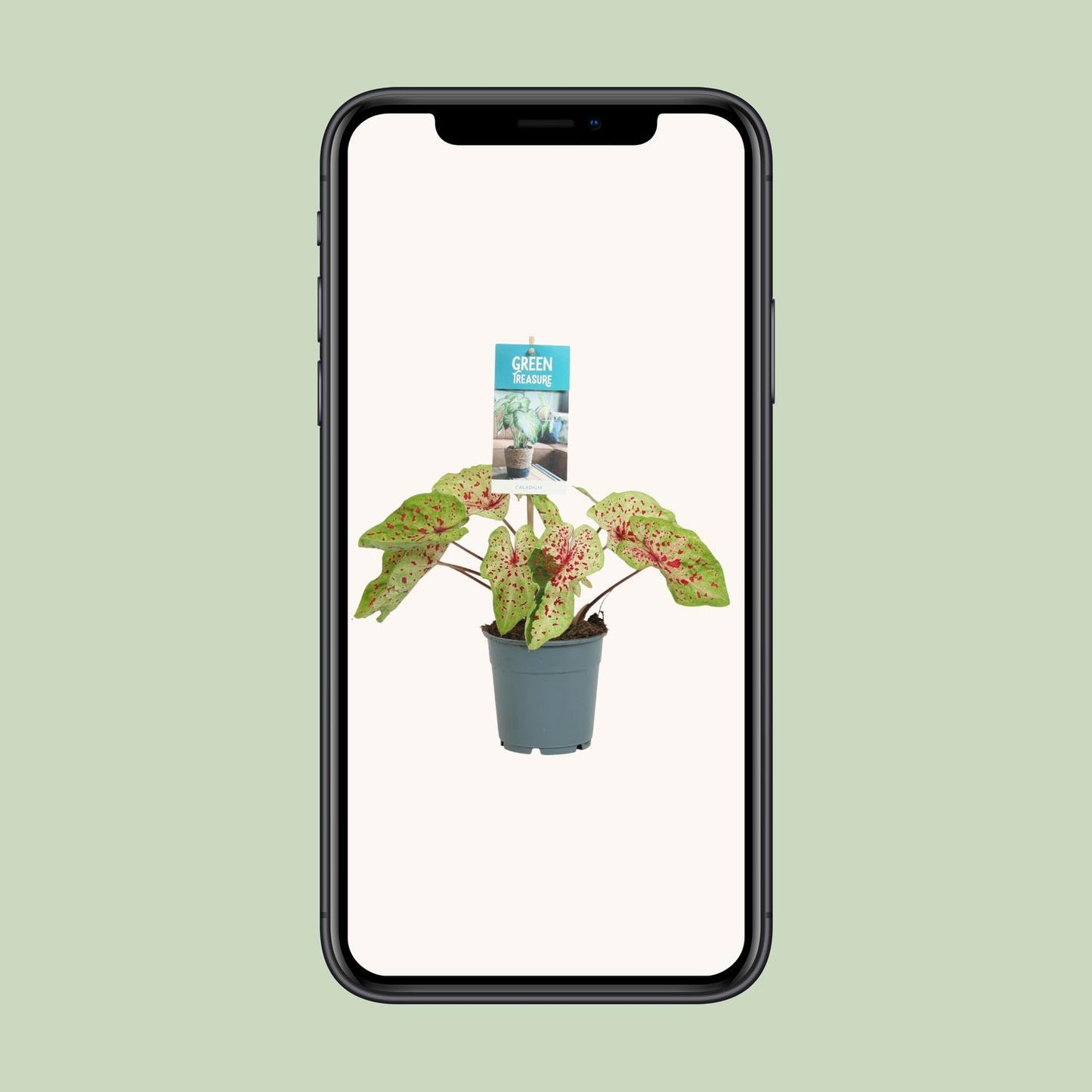 Caladium Miss Muffet – Engelsflügel Zimmerpflanze Ø12cm