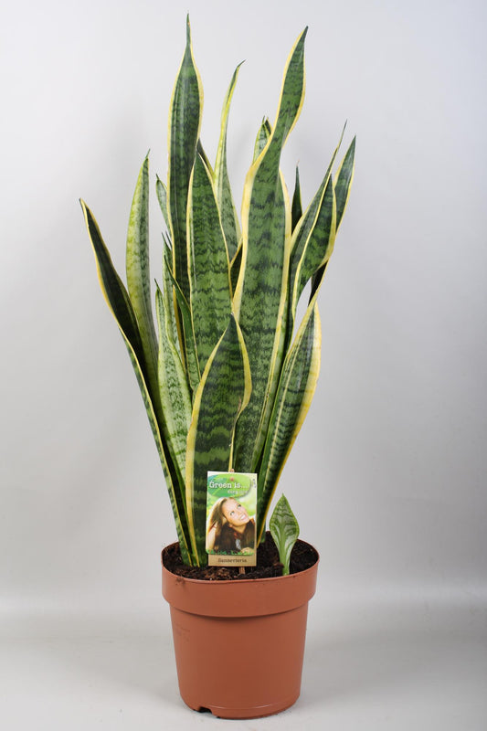 Sansevieria Laurentii – Pflegeleichte Trendpflanze Ø21cm