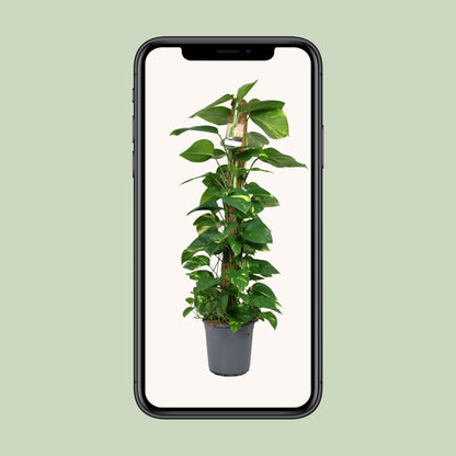 Scindapsus Epipremnum – Pflegeleichte Zimmerpflanze Ø24cm