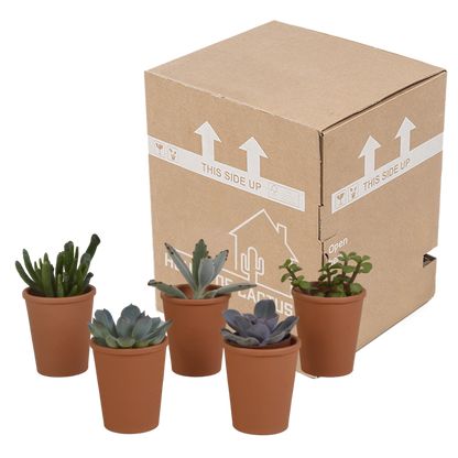 Vetplanten-Mischung 5,5 cm im Terrakottatopf – 5er Set